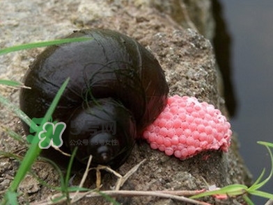 福壽螺是什么樣的？福壽螺和田螺的區(qū)別