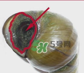 田螺里面都可以吃嗎？田螺不能和什么同食