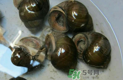 田螺里面都可以吃嗎？田螺不能和什么同食