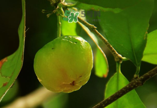 印度青果怎么吃？印度青果的功效與作用