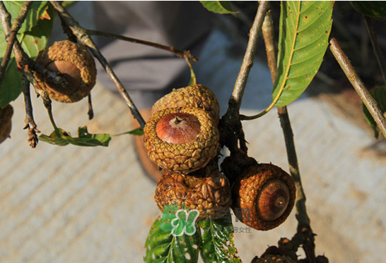 印度青果怎么吃？印度青果的功效與作用