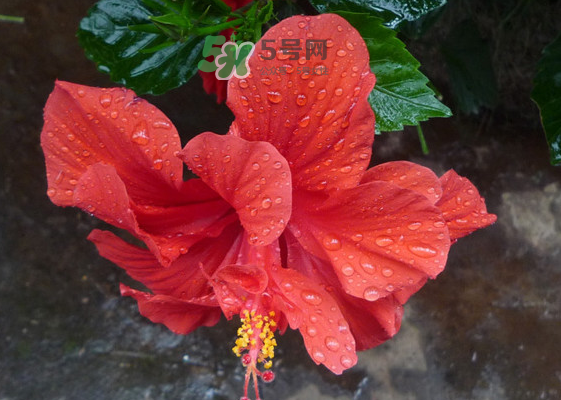 2017大暑會不會下雨？2017大暑下雨好嗎？