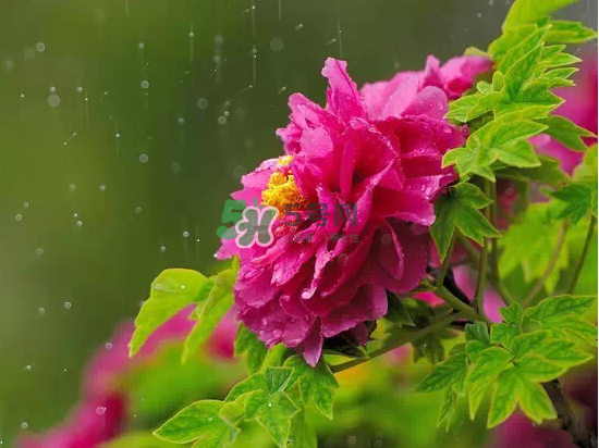 2017大暑會不會下雨？2017大暑下雨好嗎？