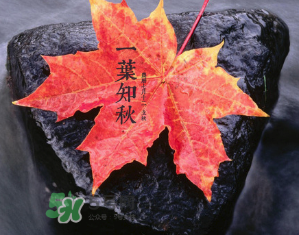 立秋后就是秋天了嗎？立秋后就涼快了嗎？