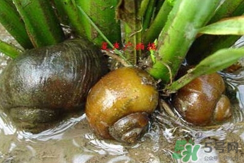 福壽螺到底能不能吃？福壽螺為什么不能吃