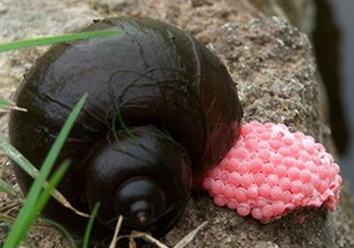 福壽螺吃了會(huì)怎樣？福壽螺有什么危害？