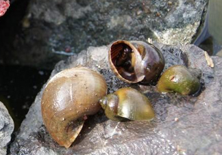 福壽螺到底能不能吃？福壽螺為什么不能吃