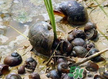 福壽螺到底能不能吃？福壽螺為什么不能吃