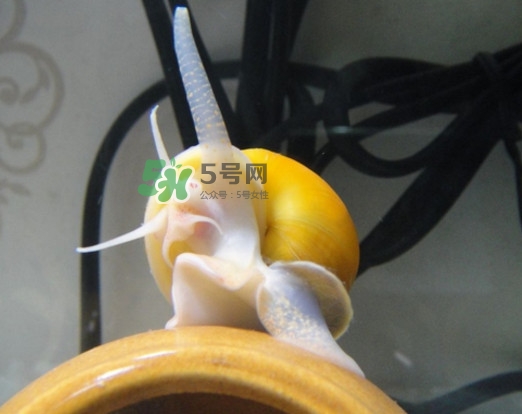 福壽螺是什么樣的？福壽螺和田螺的區(qū)別