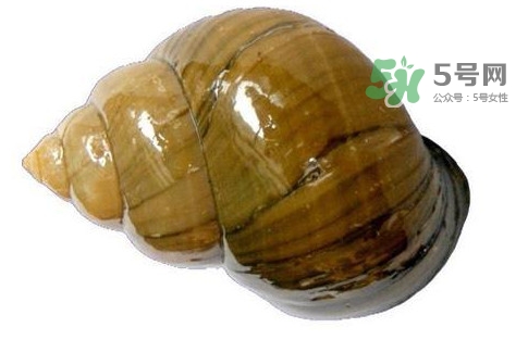 福壽螺是什么樣的？福壽螺和田螺的區(qū)別