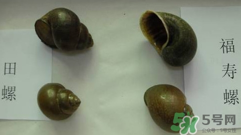 福壽螺吃了會怎樣？福壽螺有什么危害？