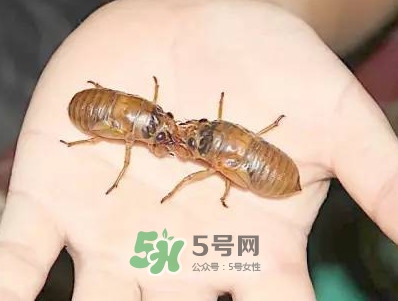 爬叉什么時(shí)候出來(lái)？爬叉怎么保存