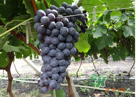 黑提吃多了會有害嗎？黑提葡萄都有什么作用