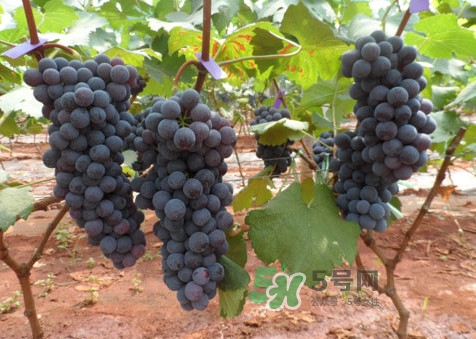 黑提有籽嗎？黑提是什么季節(jié)的水果