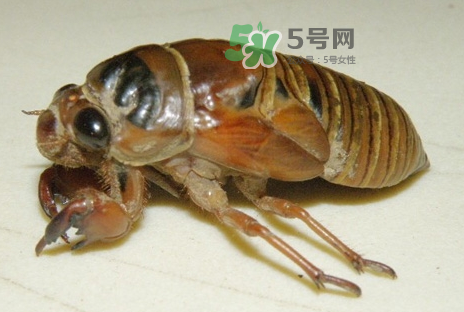 金蟬有什么營養(yǎng)價(jià)值？吃金蟬有什么好處？