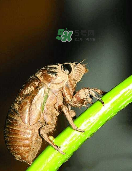 金蟬有寄生蟲嗎？金蟬有毒嗎？