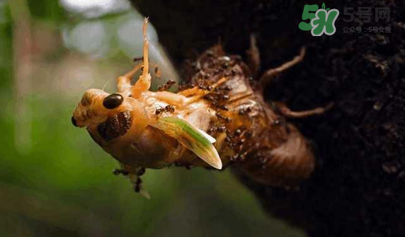 金蟬有寄生蟲嗎？金蟬有毒嗎？