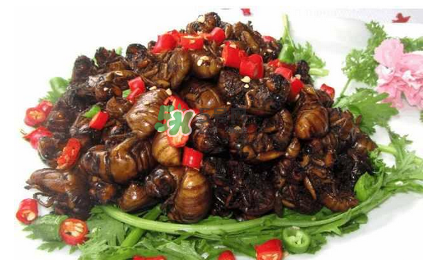 金蟬有寄生蟲嗎？金蟬有毒嗎？