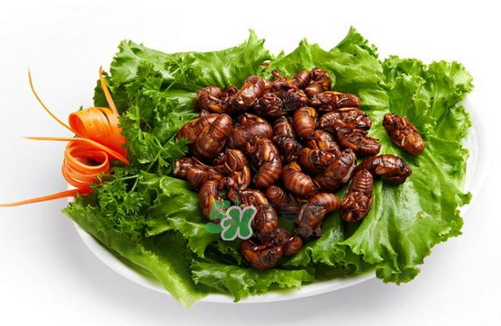 金蟬有寄生蟲嗎？金蟬有毒嗎？