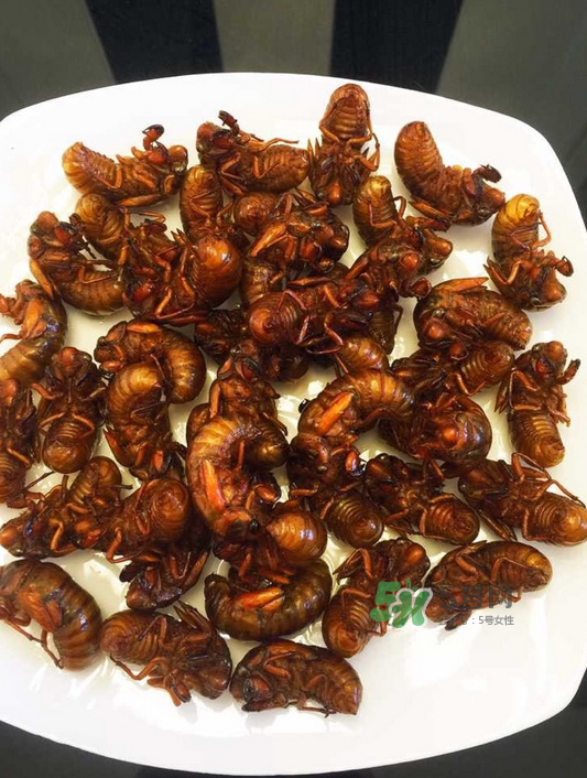 金蟬有寄生蟲嗎？金蟬有毒嗎？