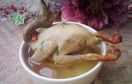 三伏天能吃鴿子嗎？三伏天能喝鴿子湯嗎？