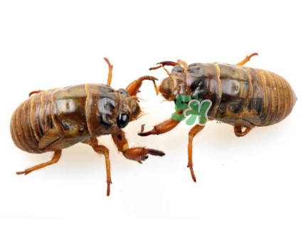 爬叉什么時(shí)候出來(lái)？爬叉怎么保存