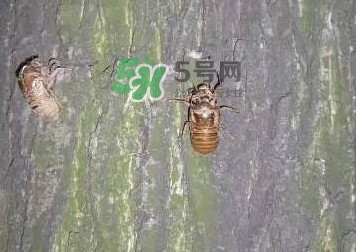 爬叉什么時(shí)候出來(lái)？爬叉怎么保存