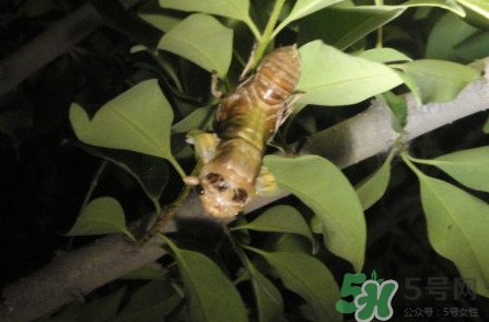 爬叉是什么東西？爬叉是怎么形成的