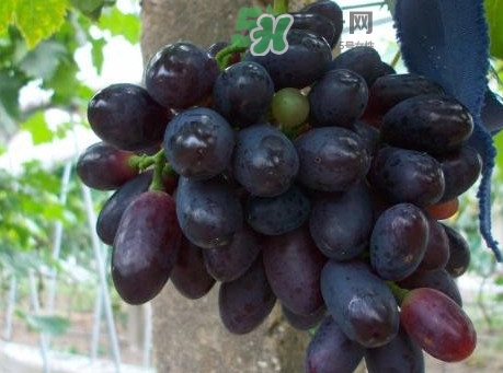 黑提吃多了會有害嗎？黑提葡萄都有什么作用