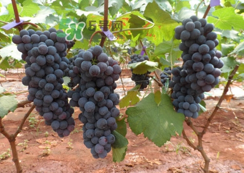 紅提好吃還是黑提好吃？黑提對(duì)身體有什么好處