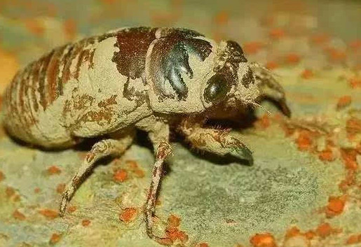 爬叉能吃嗎？爬叉怎么做好吃