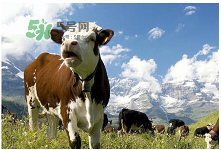 惠氏鉑臻和金裝的區(qū)別 惠氏鉑臻和金裝的哪個(gè)好？