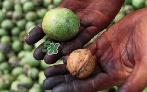 青皮核桃有毒嗎？青皮核桃怎么吃