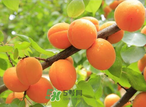 黃桃為什么用鹽水泡？黃桃為什么要用鹽水泡？