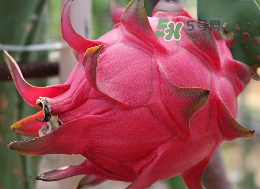 紅心火龍果一天吃幾個(gè)？紅心火龍果一天吃多少？