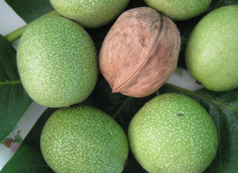 青皮核桃貴還是買去皮的貴？青皮核桃種植方法