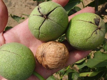 青皮核桃貴還是買去皮的貴？青皮核桃種植方法