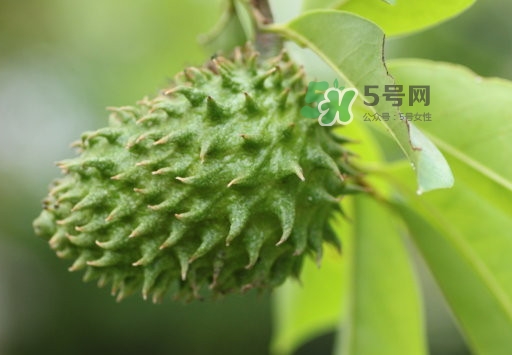 刺果番荔枝怎么吃？釋迦和刺果番荔枝區(qū)別