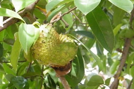 刺果番荔枝吃多少為適量？刺果番荔枝的功效與作用