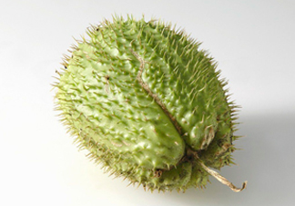 刺果番荔枝多少錢(qián)一斤？刺果番荔枝哪里有賣(mài)？