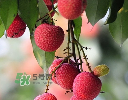 岵山荔枝一般幾月成熟？岵山荔枝什么時候上市