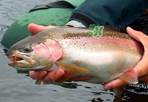 鱒魚可以生吃嗎？鱒魚是海魚還是淡水魚