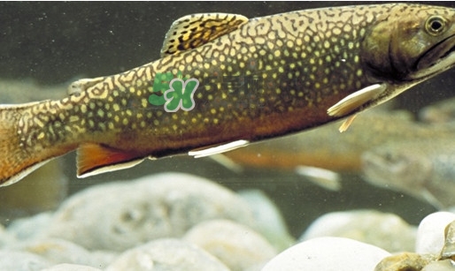 鱒魚怎么讀？鱒魚怎么做好吃