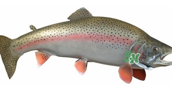 鱒魚是三文魚嗎？鱒魚是什么魚