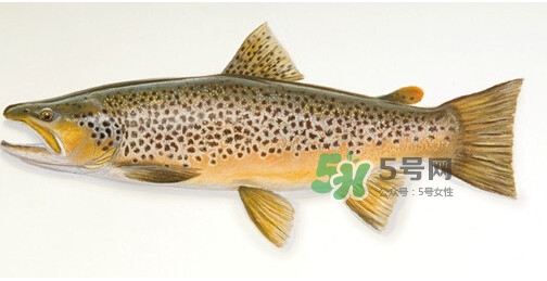 鱒魚可以生吃嗎？鱒魚是海魚還是淡水魚