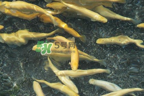 金鱒魚多少錢一斤？金鱒魚刺多嗎