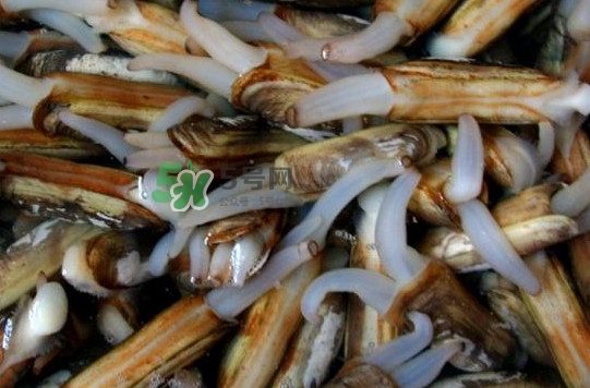 蟶子怎么抓？孕婦能吃蟶子嗎