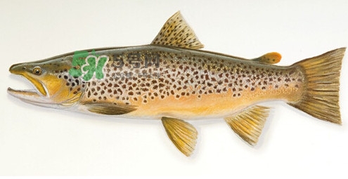 鱒魚是三文魚嗎？鱒魚是什么魚