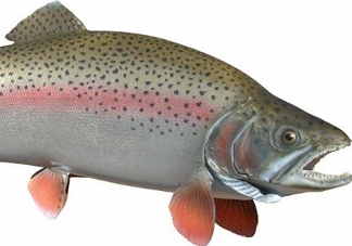 鱒魚是三文魚嗎？鱒魚是什么魚