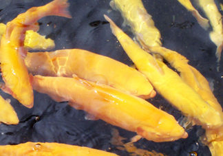 金鱒魚多少錢一斤？金鱒魚刺多嗎